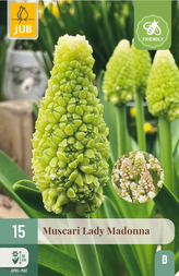 Karta - Modřenec - Muscari Lady Madonna (15 cibulí) "B"
