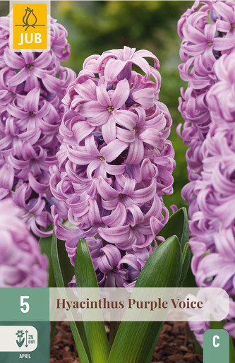 Karta - Hyacint Single - Purple Voice (5 cibulí) "C"