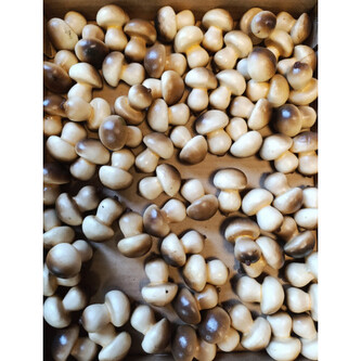 Houbička 72ks  327R35