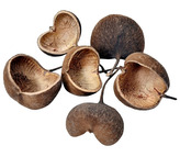 Dekorace - Buddha nut medium natural 8-12 cm 1 ks