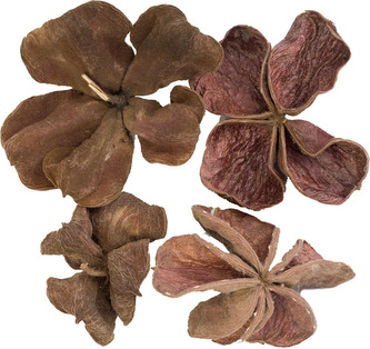 Dekorace - Land Lotus - 50 ks