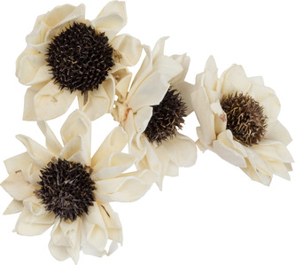 Dekorace - Sola Folded Star Daisy 6 cm - 50 ks