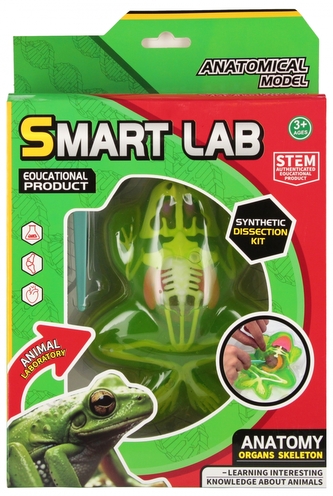 ZEST NAUKOWCA ANATOMIA ZABA 20X30X5 MC WB 24/48