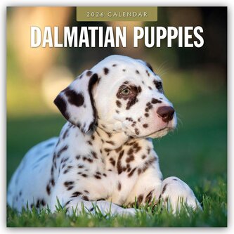Dalmatian Puppies - Dalmatiner Welpen 2026 - 16-Monatskalender