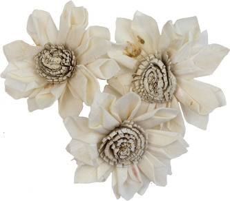 Dekorace - Sola Folded Star Protea 6 cm - 50 ks