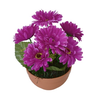 Gerbery fialové 7 květů v terakotové misce Ø22/ 24 cm