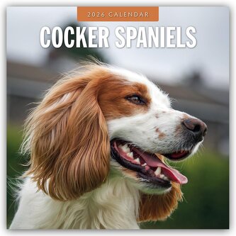 Cocker Spaniels - Cocker Spaniel 2026 - 16-Monatskalender