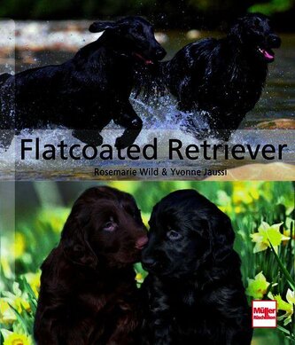 Flatcoated Retriever