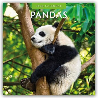 Pandas - Pandabären 2026 - 16-Monatskalender