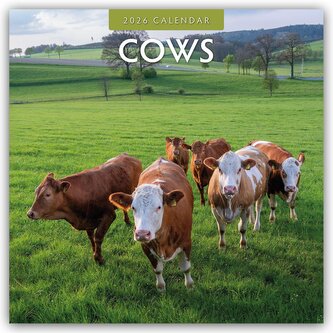 Cows - Kühe 2026 - 16-Monatskalender