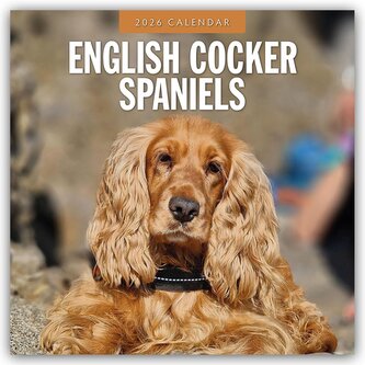English Cocker Spaniels - Englisch Cocker Spaniel 2026 - 16-Monatskalender