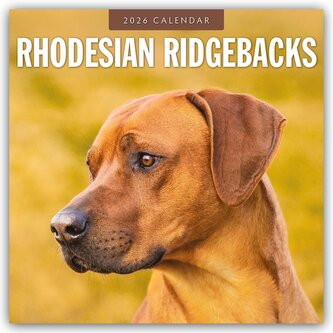 Rhodesian Ridgebacks - Rhodesian Ridgeback 2026 - 16-Monatskalender