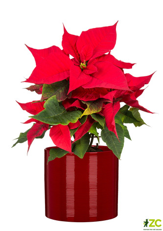 Obal 828 Intense Red lesk 16