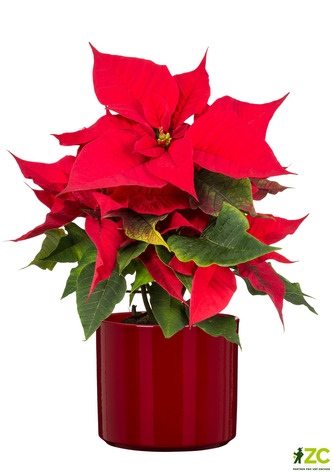 Obal 631 Intense Red lesk 16