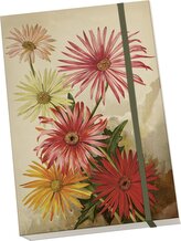 Notýsek Orange Autumn Plants Gerbera