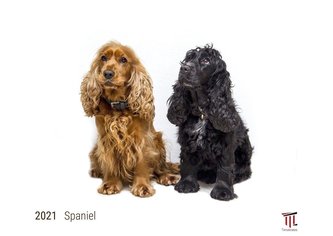 Spaniel 2021 - White Edition - Timokrates Kalender, Wandkalender, Bildkalender - DIN A3 (42 x 30 cm)