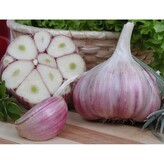 Česnek sadbový Harnaš 10 - 14 ks, paličák