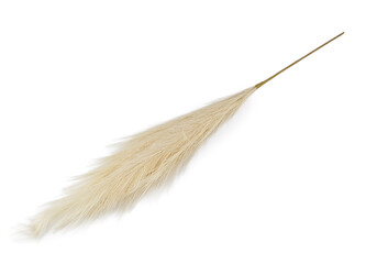 Pampová tráva - 1 ks - 2 krémová světlá