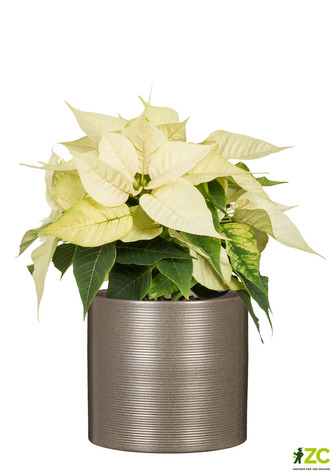 Obal 828 Magic Gold mat 16