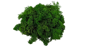 Severský mech 300g lesní zelená Severský mech 300g lesní zelená