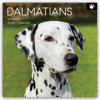 Dalmatians - Dalmatiner 2026 - 16-Monatskalender