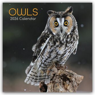 Owls - Eulen 2026 - 16-Monatskalender