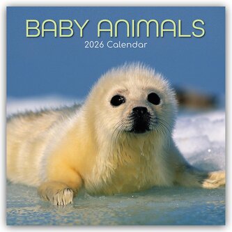 Baby Animals - Tierkinder 2026 - 16-Monatskalender