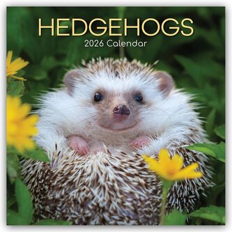 Hedgehogs - Igel 2026 - 16-Monatskalender