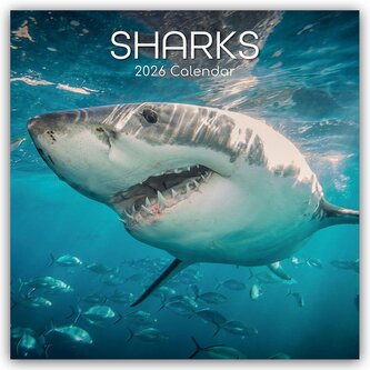 Sharks - Haie 2026 - 16-Monatskalender
