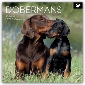 Dobermans - Dobermann 2026 - 16-Monatskalender