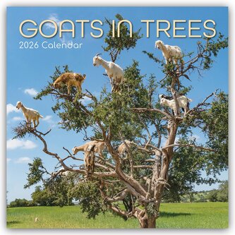 Goats in Trees - Ziegen auf Bäumen 2026 - 16-Monatskalender
