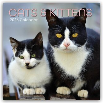 Cats and Kittens - Katzen und Kätzchen 2026 - 16-Monatskalender
