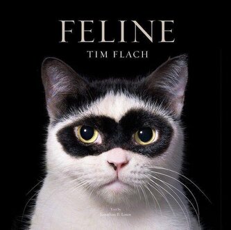 Feline Feline