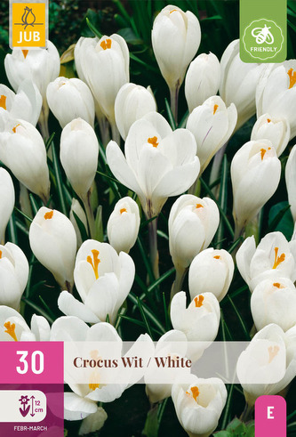 Karta XXL - Krokus - White ( 30 cibulí ) "E"