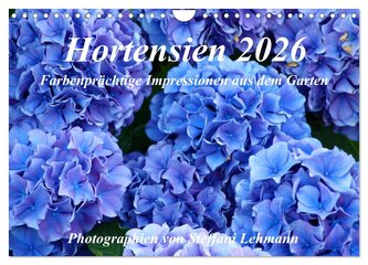Hortensien 2026. Farbenprächtige Impressionen aus dem Garten (Wandkalender 2026 DIN A4 quer), CALVENDO Monatskalender