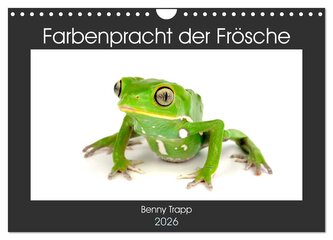 Farbenpracht der Frösche (Wandkalender 2026 DIN A4 quer), CALVENDO Monatskalender