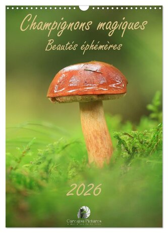 Champignons magiques - Beautés éphémères (Calendrier mural 2026 DIN A3 horizontal), CALVENDO calendrier mensuel