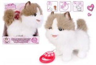 Kot chodzący na smyczy biało rudy