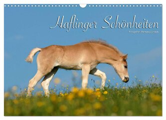 Haflinger Schönheiten (Wandkalender 2026 DIN A3 quer), CALVENDO Monatskalender