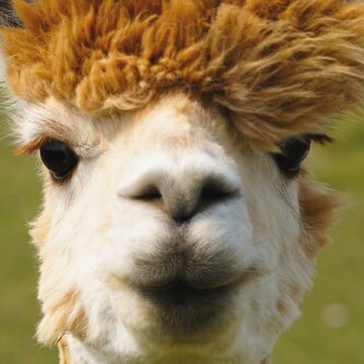 CURIOSI Čtvercové puzzle Q Animal: Alpaka 66 dílků