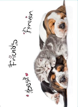 Segregator A4 PP z nadrukiem Animals