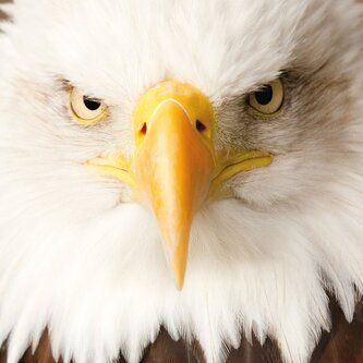 CURIOSI Čtvercové puzzle Q Animal: Orel 66 dílků