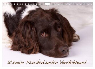 Kleiner Münsterländer Vorstehhund (Wandkalender 2026 DIN A4 quer), CALVENDO Monatskalender