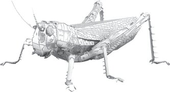 METAL EARTH 3D puzzle Luční koník