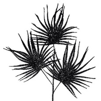 Gałązka czarne pawie oko zdobiona brokatem dł. 70cm, Ziemia Obiecana