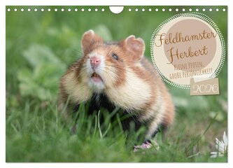 Feldhamster Herbert Kleine Pfoten, große Persönlichkeit (Wandkalender 2026 DIN A4 quer), CALVENDO Monatskalender