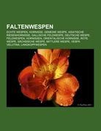 Faltenwespen