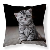 DETEXPOL Povlak na polštářek Koťátko micro  Polyester, 40/40 cm