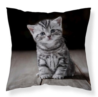 DETEXPOL Povlak na polštářek Koťátko micro  Polyester, 40/40 cm