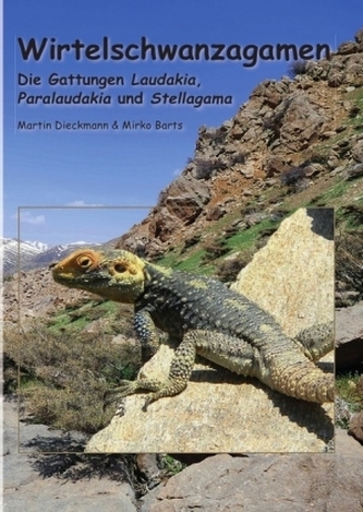 Wirtelschwanzagamen Wirtelschwanzagamen